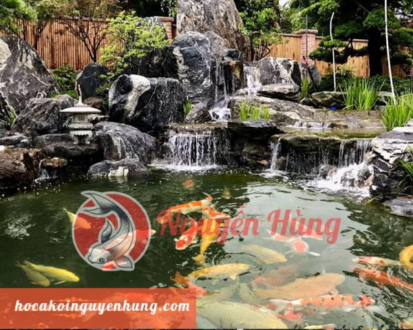 Thi công hồ cá Koi tại Hà Nội, Hải Phòng và các tỉnh miền Bắc