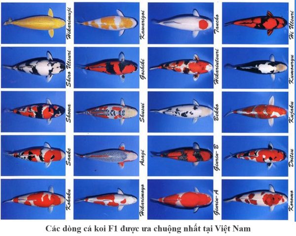 Các dòng cá koi F1 được ưa chuộng nhất tại Việt Nam