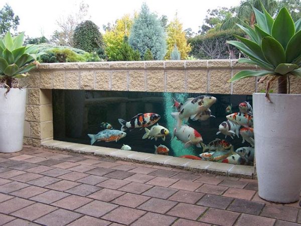 hồ cá koi mini trong bể kính