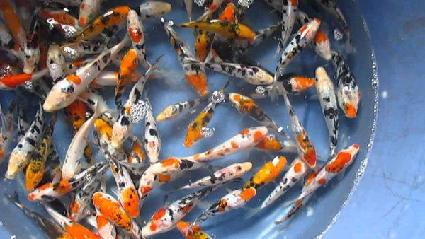 Lựa chọn cá koi theo phong thủy