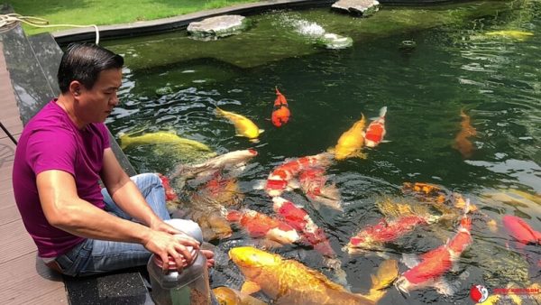 “Vua cá Koi” Thắng Ngô: Từng nợ như “chúa Chổm” trước khi sở hữu siêu thị cá hàng đầu thế giới