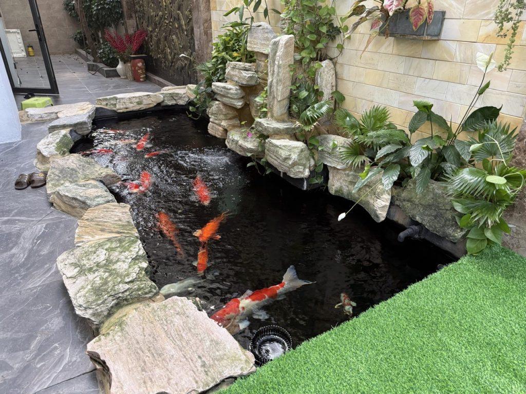 Hồ cá koi sườn nhà phố đẹp